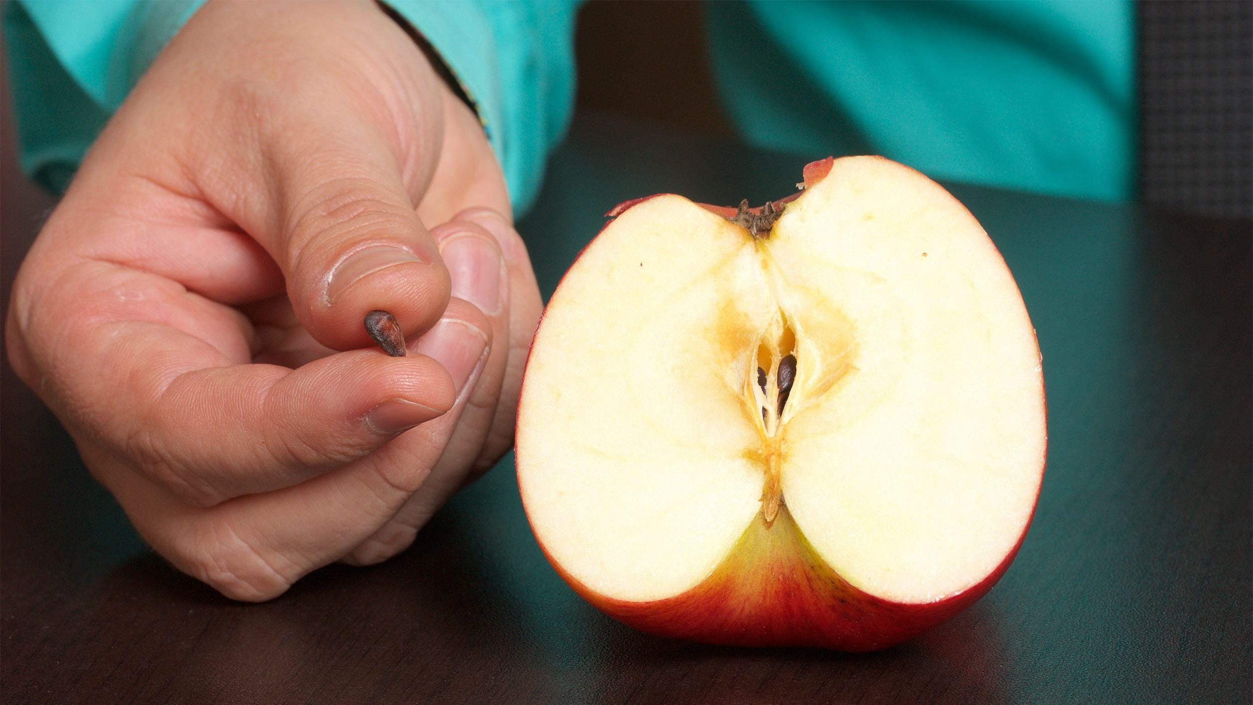 Съем яблок. Семена яблока. Яблочные косточки. Семена яблока в разрезе. Яблоко в разрезе с косточками.
