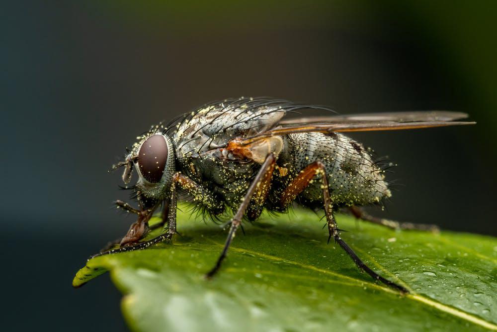 Как избавиться от мух, комаров всего за 2 часа — Универсальное средство