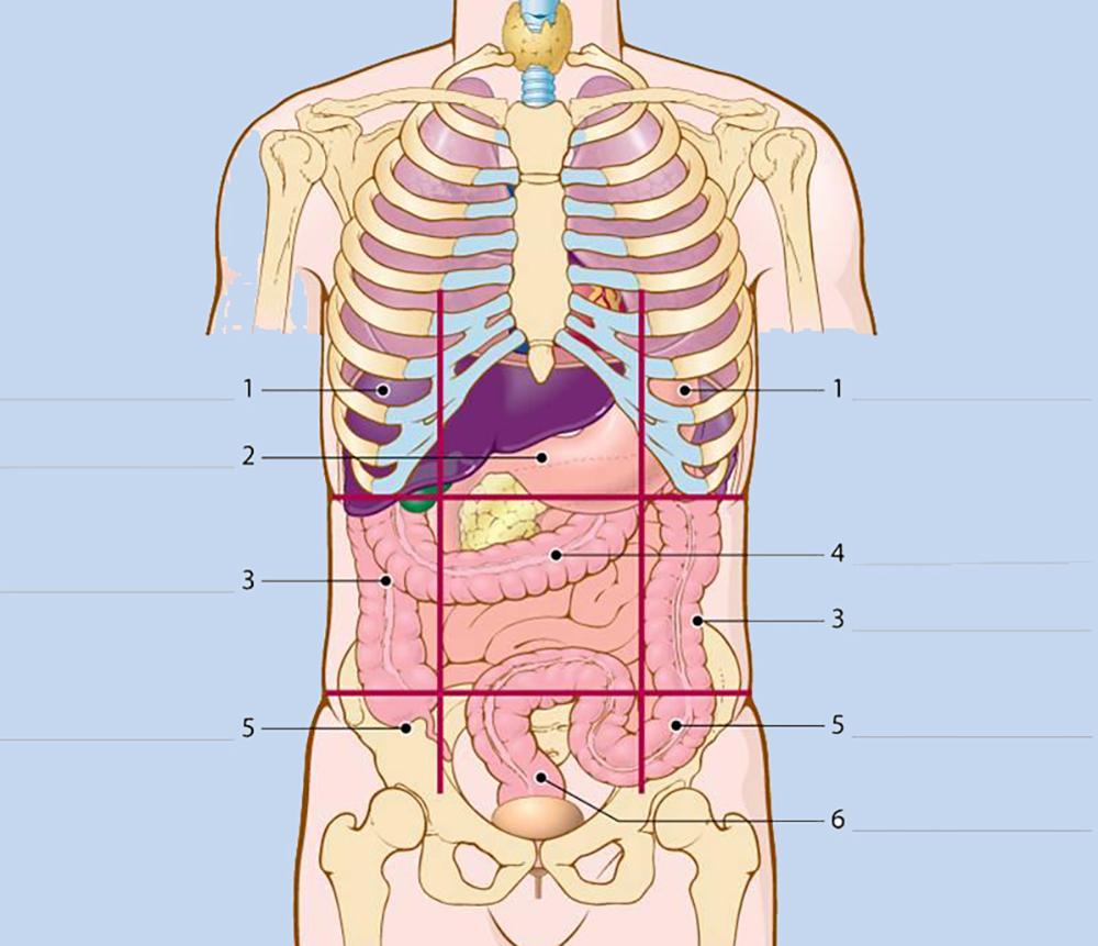 Органы человека расположение слева под ребрами спереди