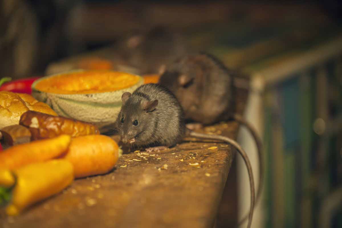 Как предотвратить появление мышей