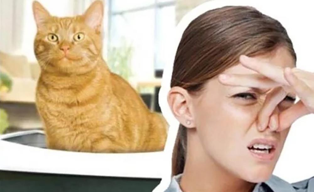 Как вывести запах кошачьей мочи — 9 проверенных способов
